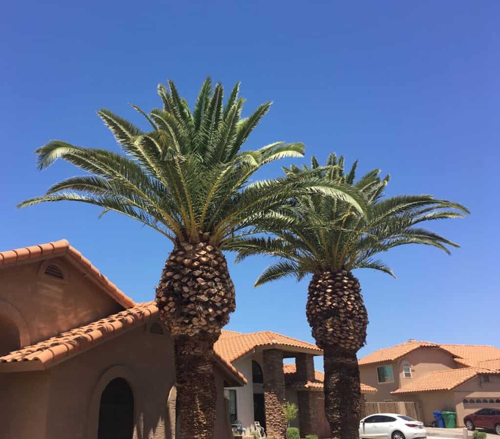 Expert Tree Service in Arizona | Arizona Urban Arborist