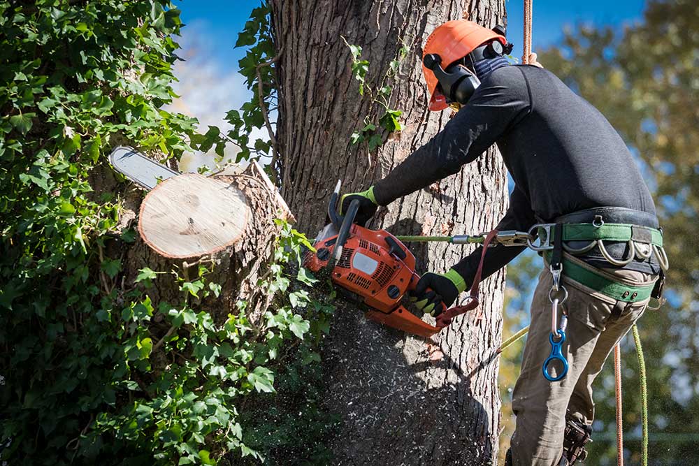 Expert Tree Service in Arizona | Arizona Urban Arborist