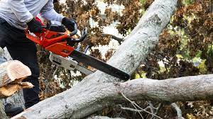 Expert Tree Service in Arizona | Arizona Urban Arborist